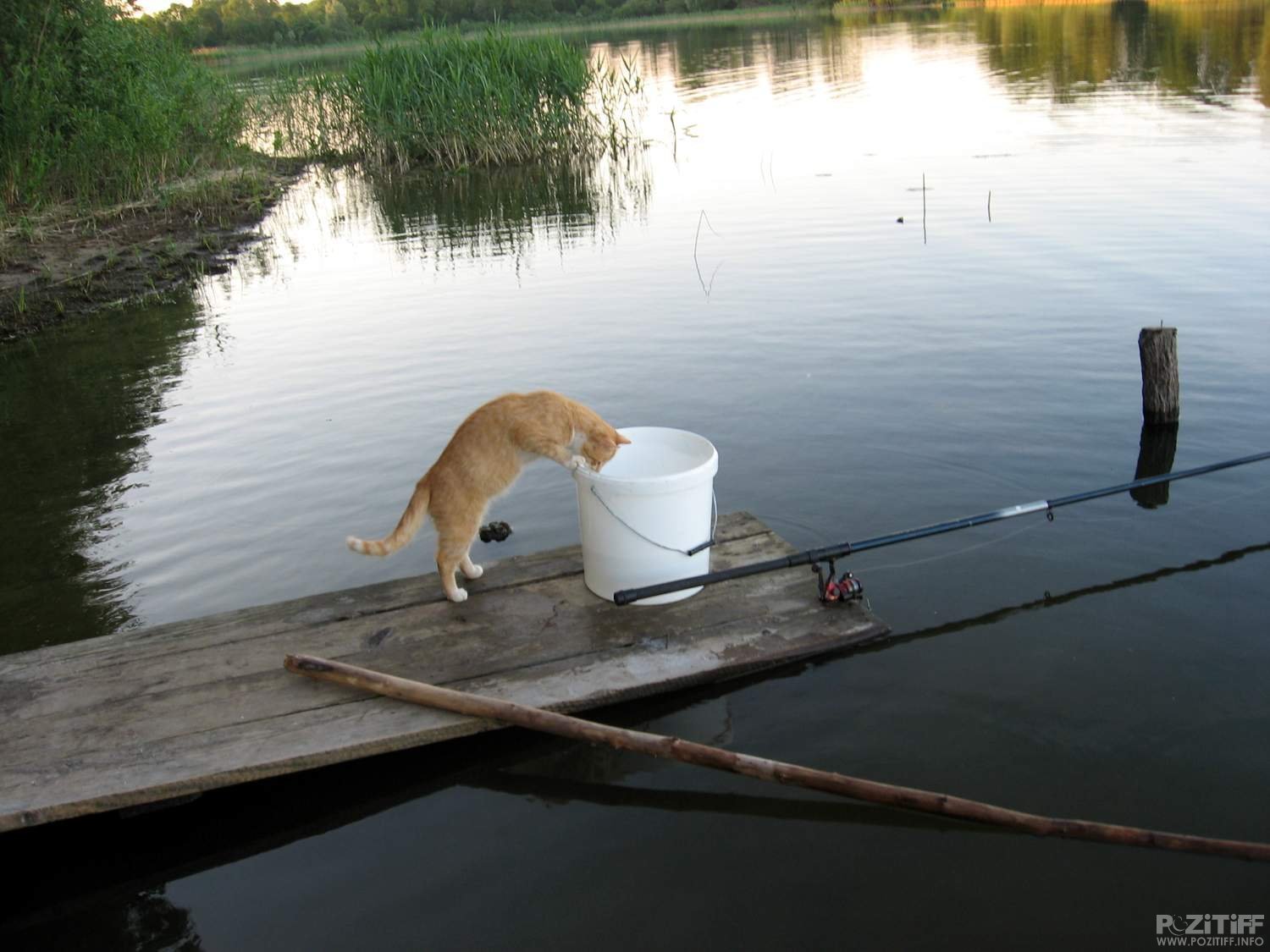 Веселый клев. Кот ловит рыбу. Кот Рыбак. Ловить рыбу. Кот на рыбалке.