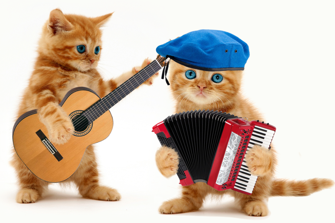 Кот с гитарой. Котик поет. Кошки с музыкальными инструментами. Животные с музыкальными инструментами. Любые песни веселые