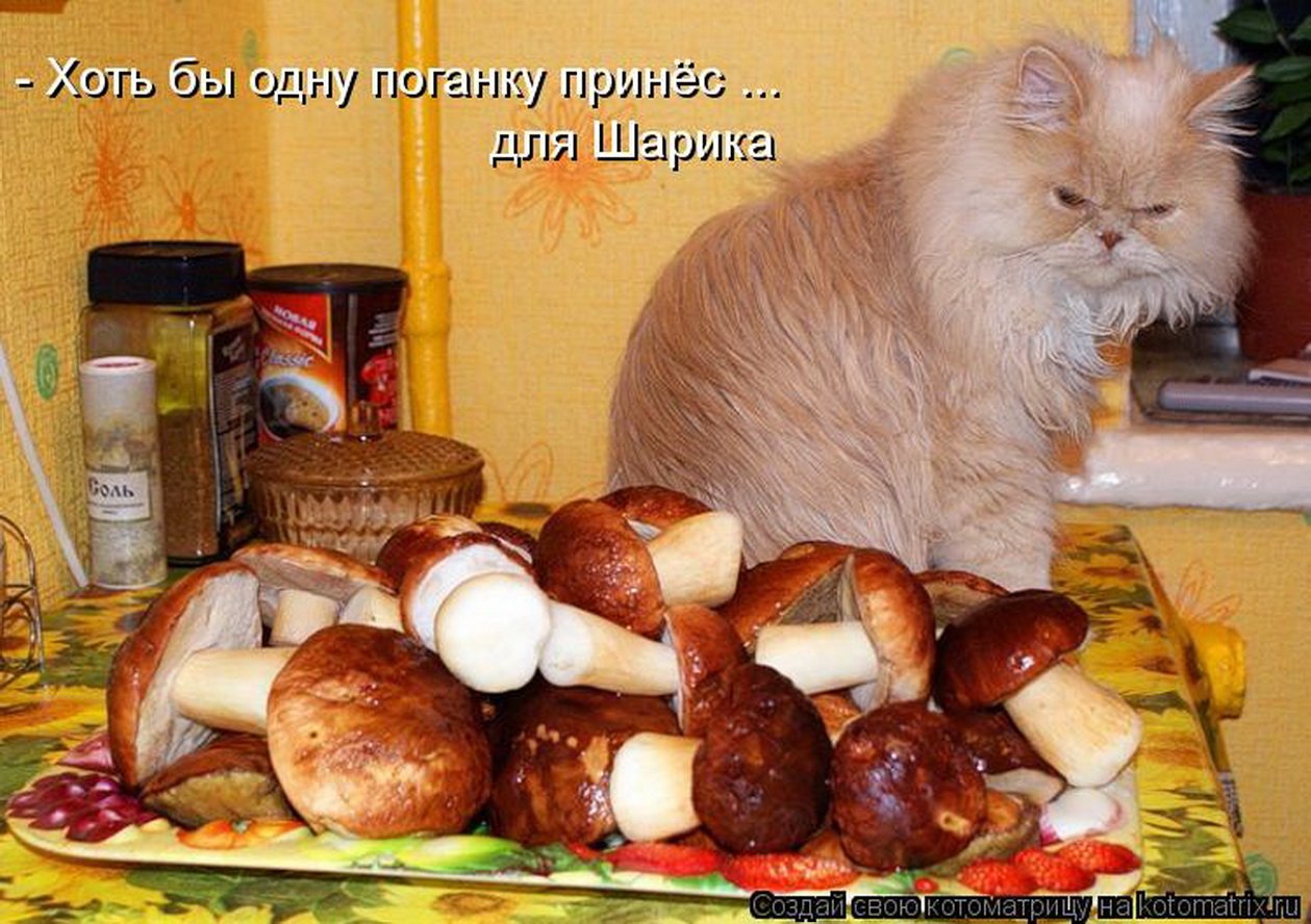 Какой можно прийти с работы. Коты и еда. Приколы с котами и едой. Грибы смешные картинки. Коты и грибы забавные.