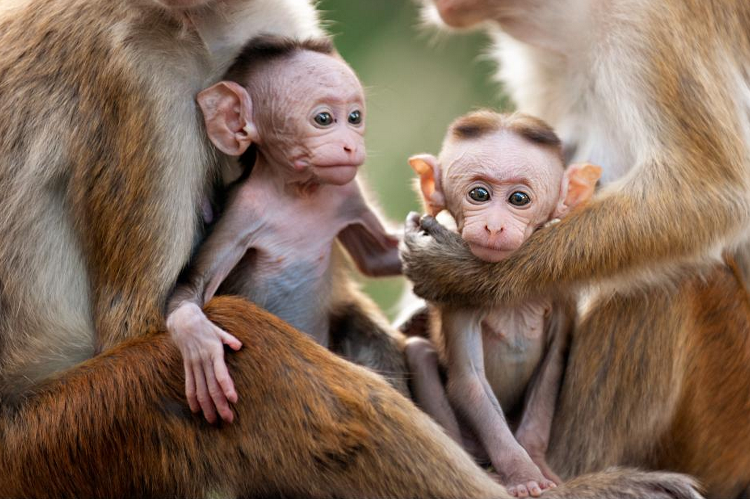 Включи обезьянки. Королевство обезьян фильм. Обезьяны. Детеныш обезьяны. Семейка обезьян.