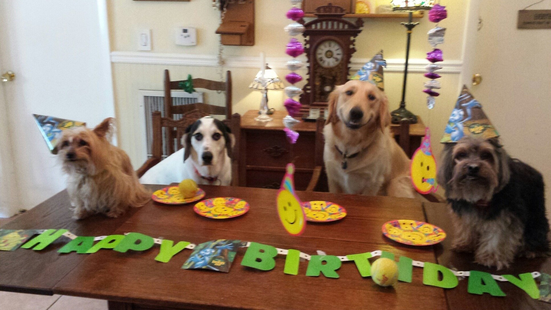 Звери на дне рождении. С днём рождения с животными. Открытка с днём рождения животные. День рождения собаки. С днём рождения собачки.