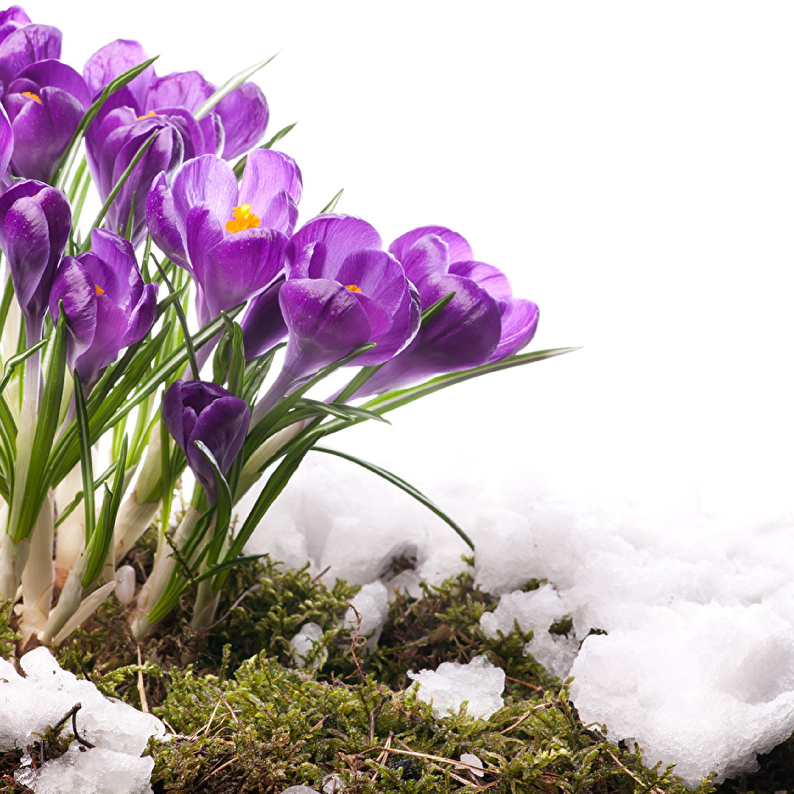 Доброе утро красивые март 2024. Крокусы и подснежники. Цветы крокусы первоцветы. С 1 днем весны.
