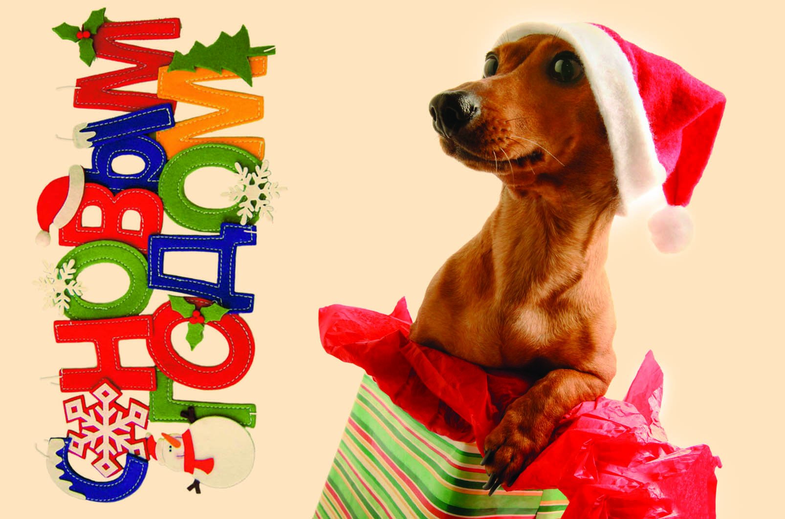 Год собаки. Новогодние открытки с собаками. Собаки поздравляют с новым годом. С наступающим годом собаки. Открытка с 2018 годом собаки.