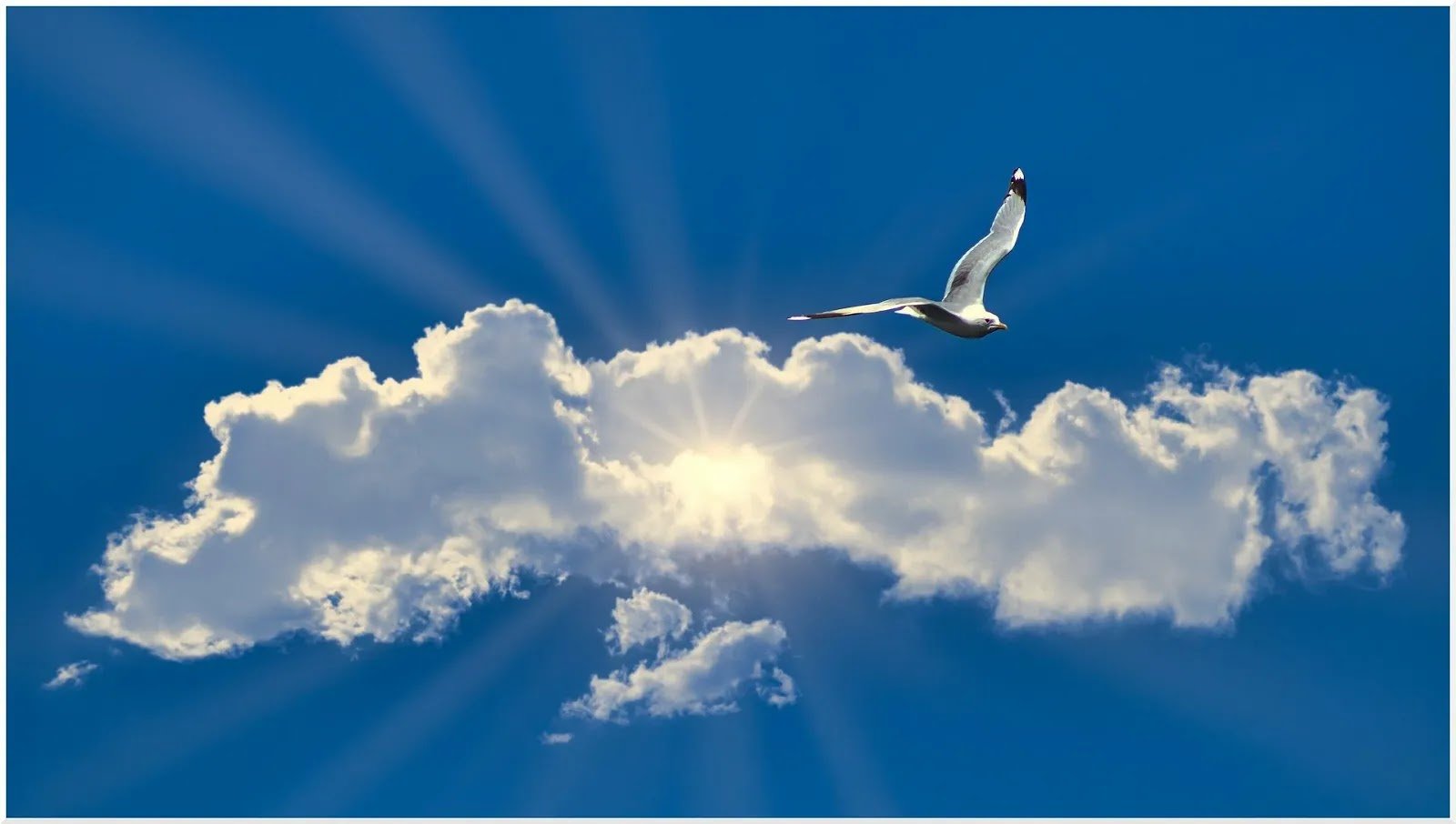 Синяя птица облака. Птицы в облаках. Полет в облаках. Птица парит в небе. Небо птицы облака.