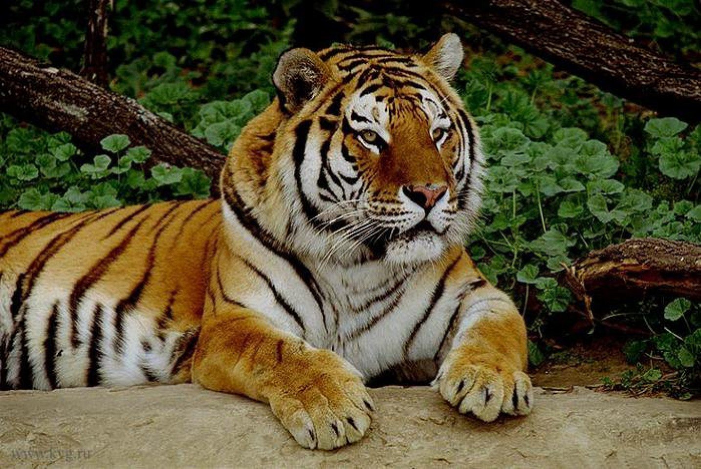 Тигр лень. Тигр. Международный день тигра. Уссурийский тигр. Международный день тигра 2022.