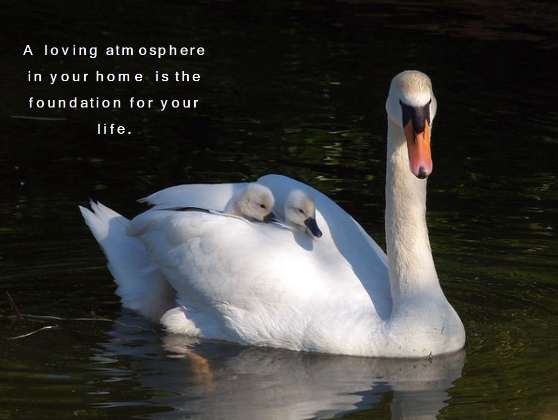 Что является основой любви. Любящие лебеди. Верность лебедей. Любовь и лебеди. Лебединая любовь и верность.