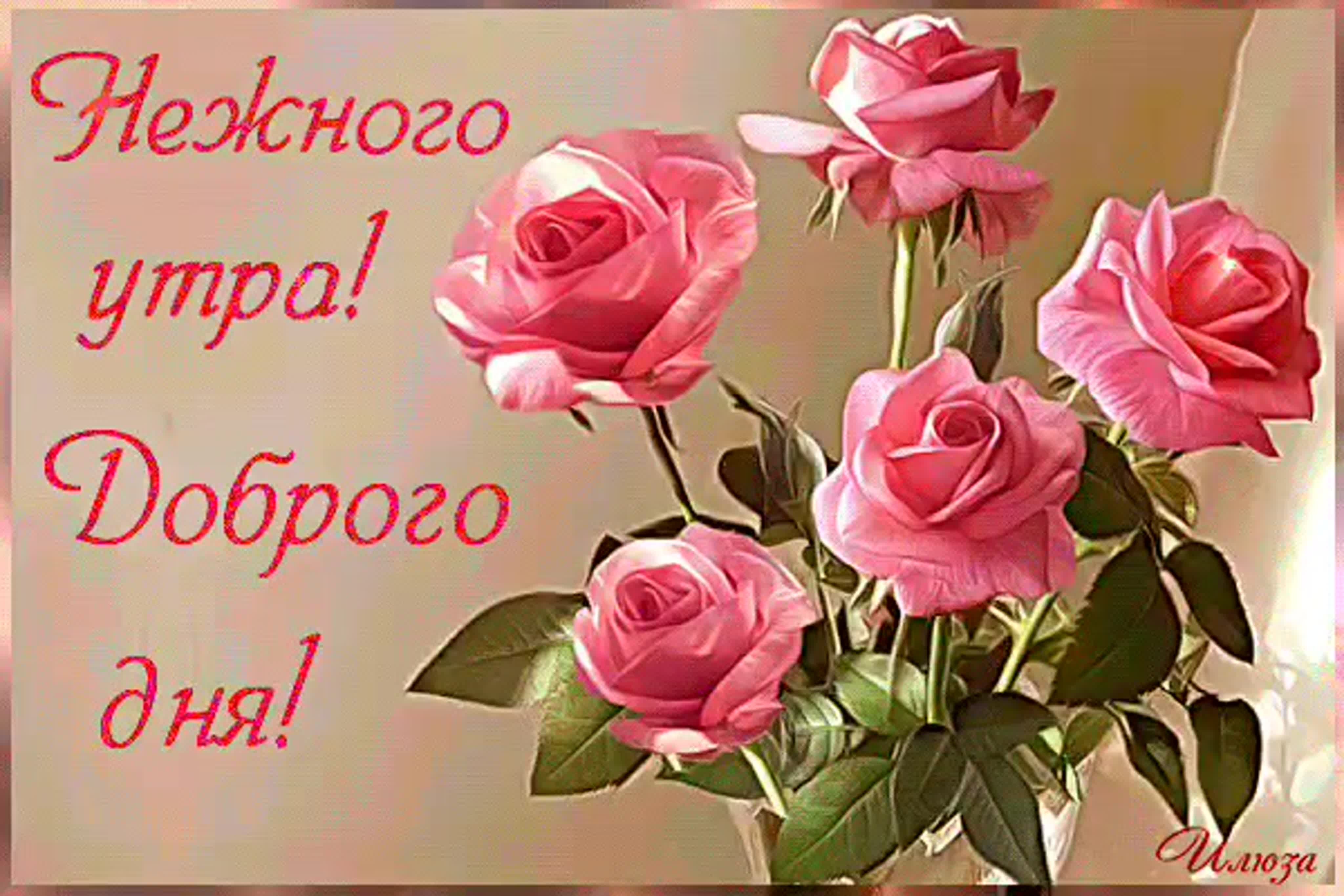 Добрый день картинки с розами. Красивые розы с пожеланиями доброго утра. Цветы с пожеланиями хорошего дня. Открытки с добрым утром с цветами. Открытки с добрым днём красивые.