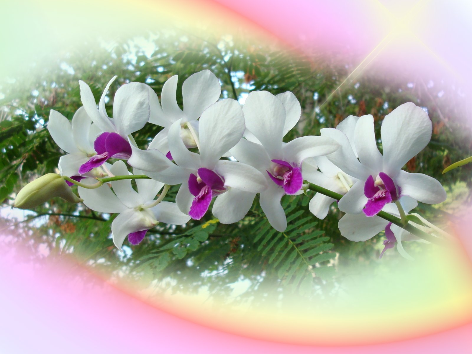 Пусть настроение будет весенним молодость вечной. Открытки с орхидеями. Открытки с цветами орхидеи. С добрым субботним утром и хороших выходных. Пожелания с добрым субботним утром.