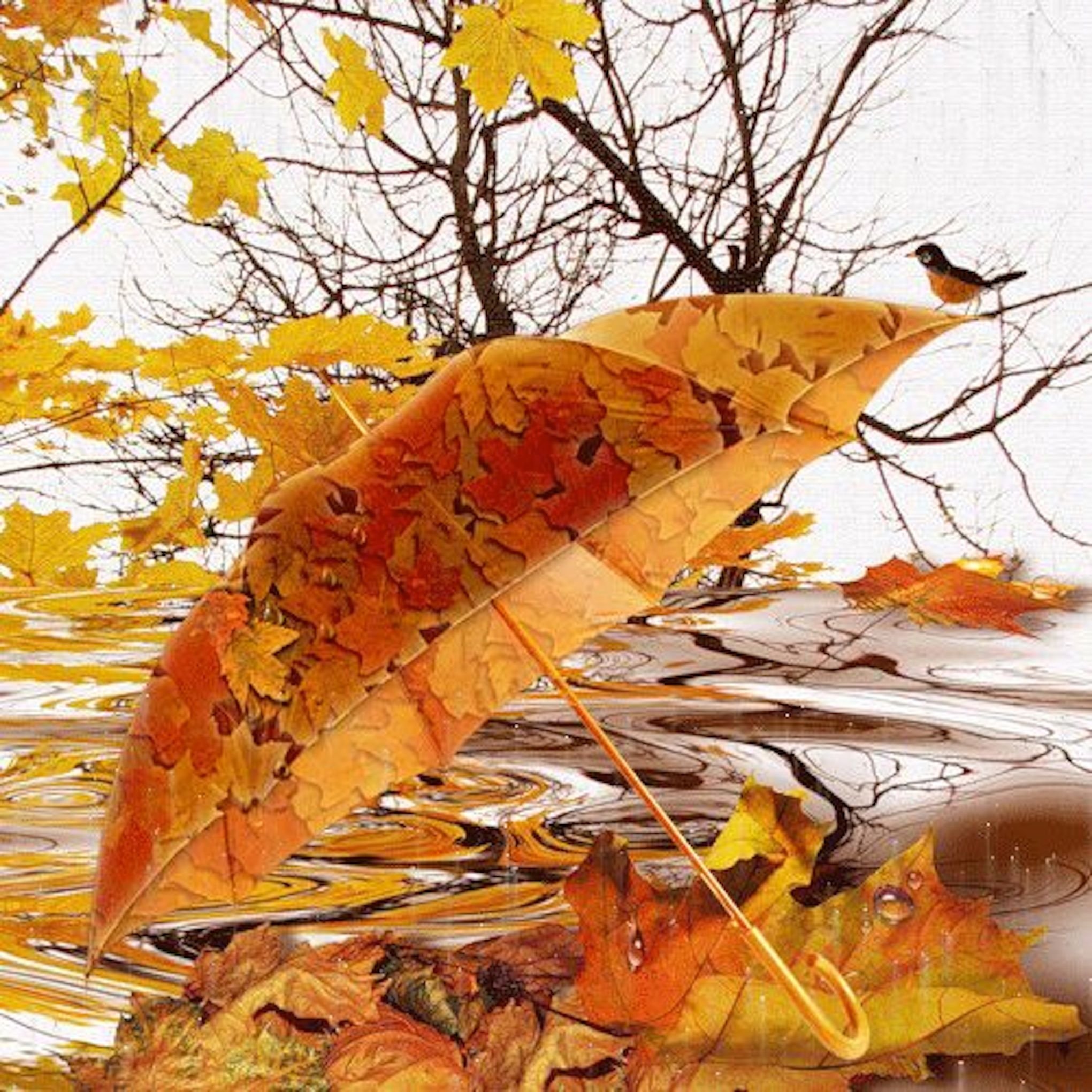 Осенний замечать. Дождливая осень. Осенний листопад. Осенние картинки. Осенние открытки.