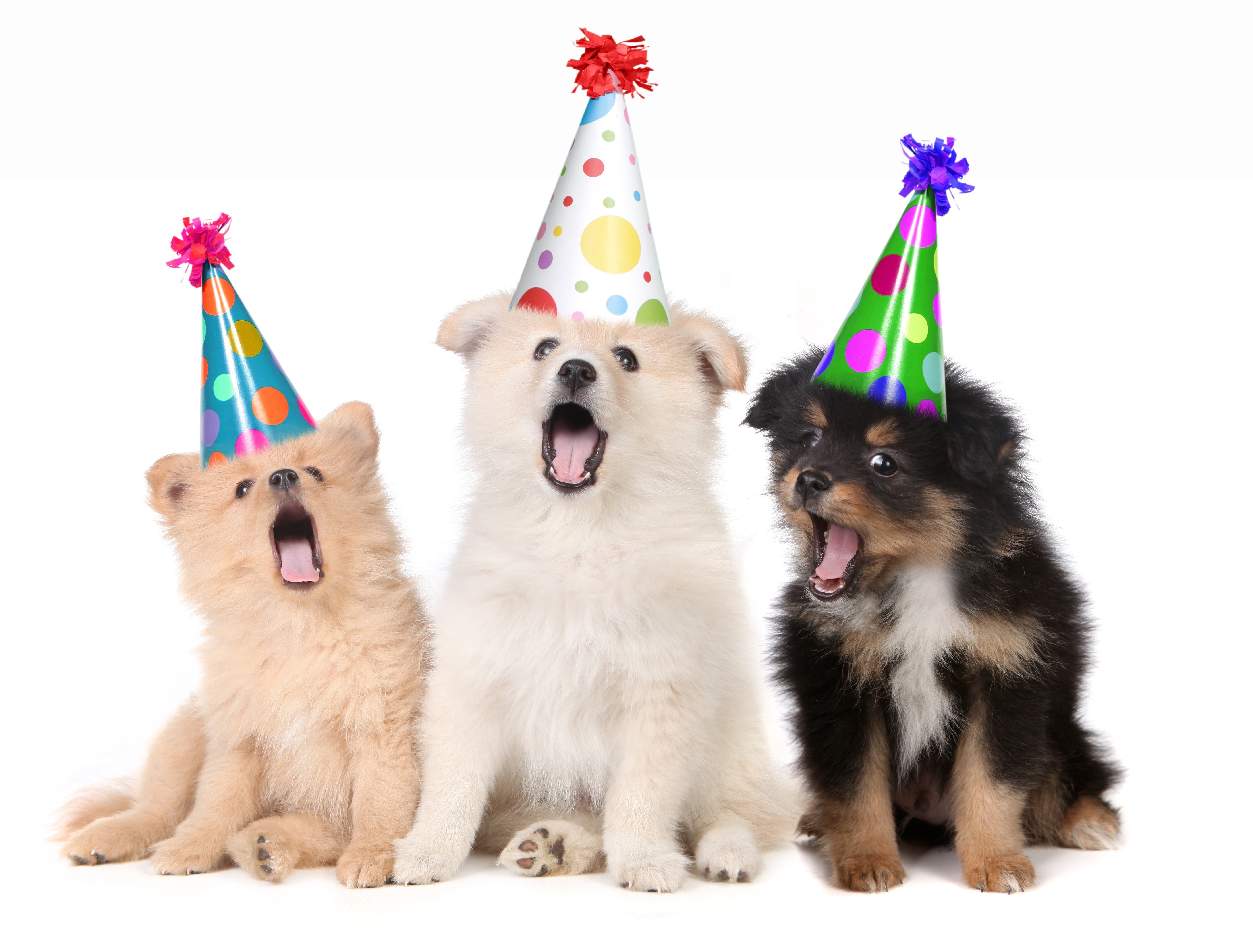 Звери на дне рождении. Собака в колпаке. Собака в праздничном колпаке. День рождения собаки. Собака поздравляет с днем рождения.
