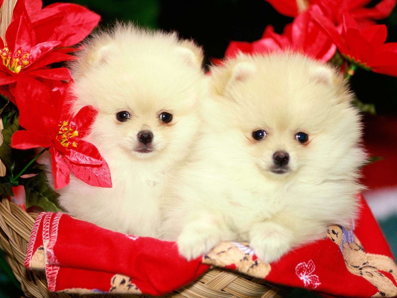 Разные красивые. Красивые щенки. Красивые собаки. Маленькие собачки. Самые красивые щенки.