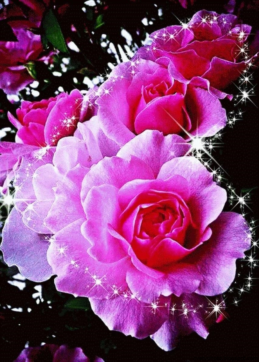 Роскошные цветы. Красивые цветочки. Очень красивые цветы. Роскошные розы. Красивая розы гиф