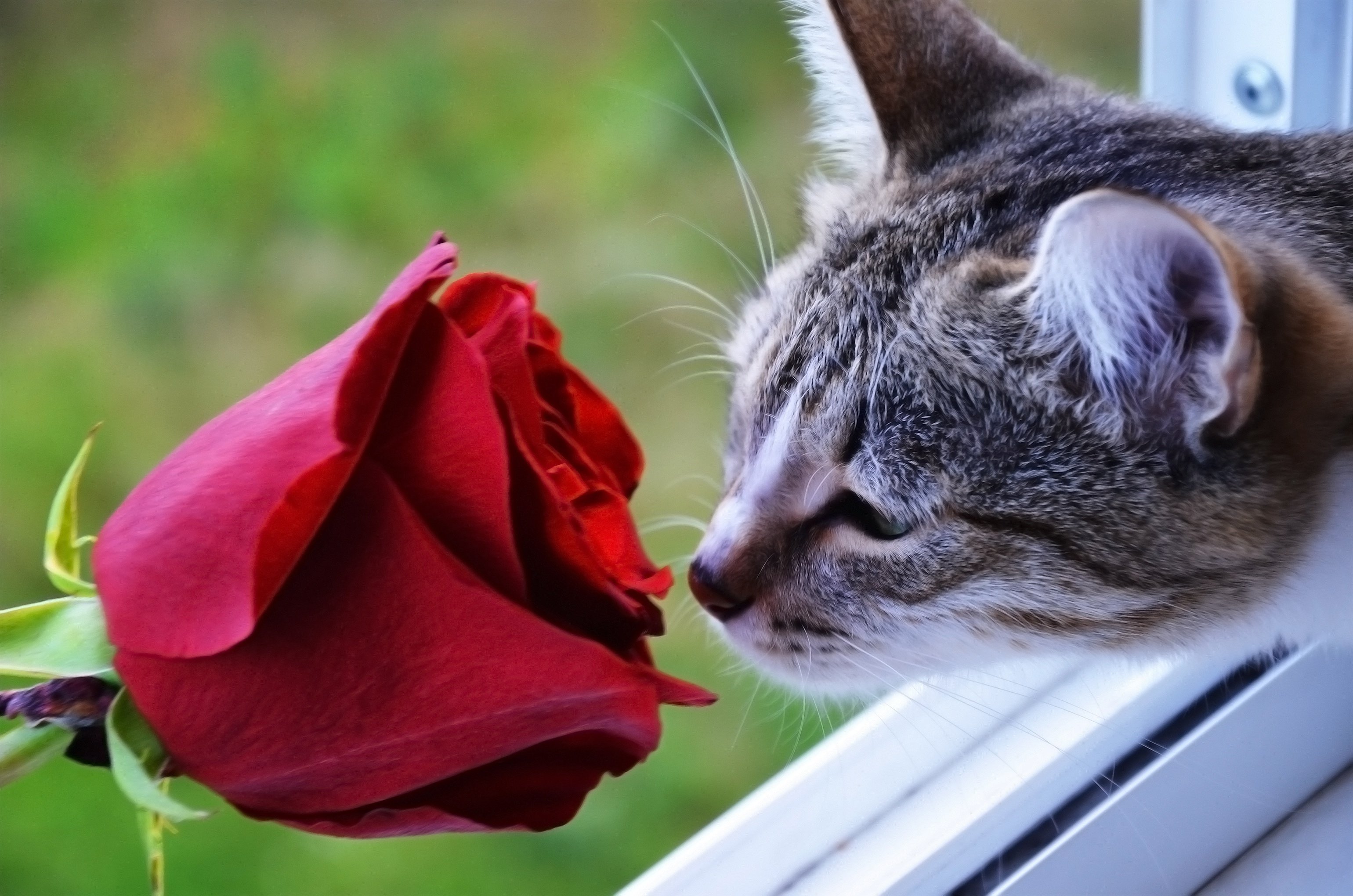 Котенок любит играть с цветами. Кот и цветы. Кот с цветами. Котик с цветочком. Коты и розы.
