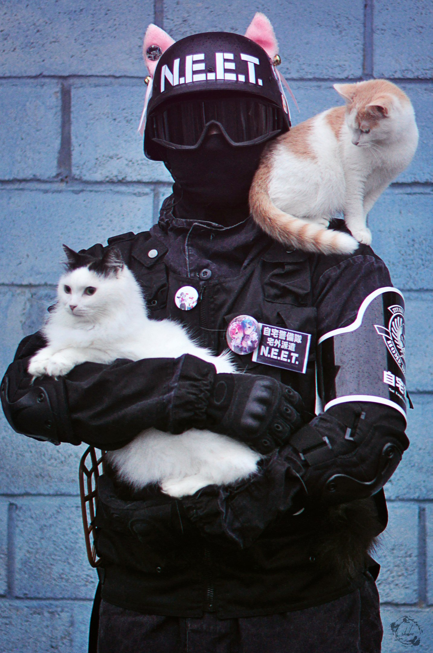 Включи кот пацан. Кот спецназ. Спецназ с котами. Крутой кот. Кот спецназовец.