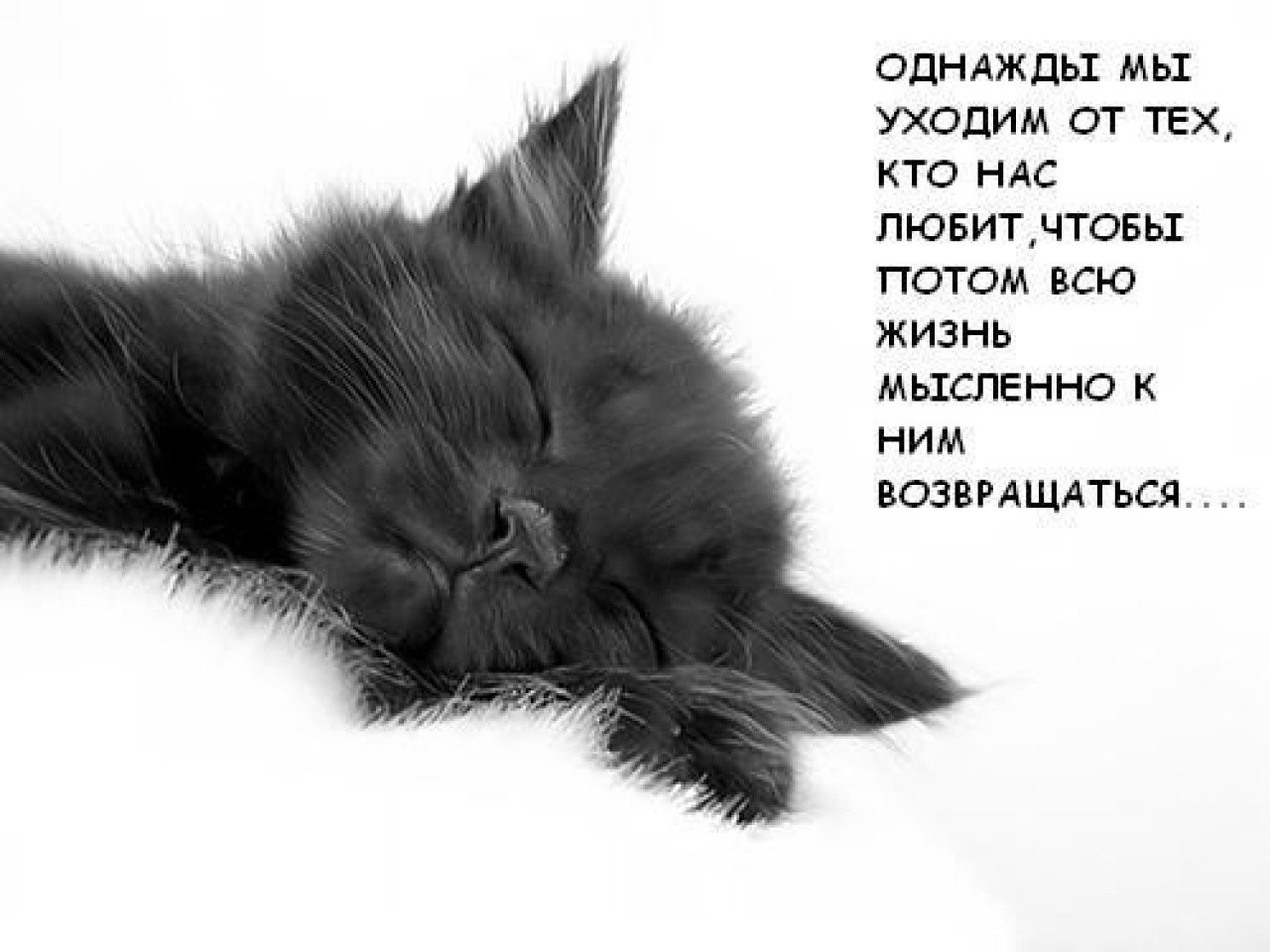 Я хочу еще немного больше. Спокойной ночи с кошками. Сладких снов котенок. Спокойной ночи черный кот.