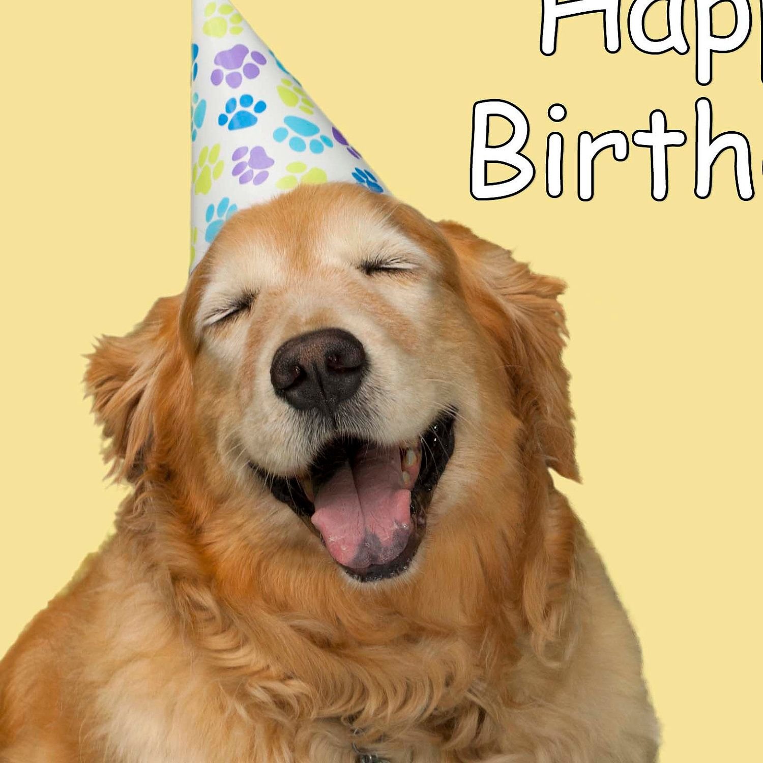 С днем рождения картинки с собачкой. День рождения собаки. С днём рождения собачки. Открытки с днём рождения с собаками. Поздравления с днём рождения собаке открытки.