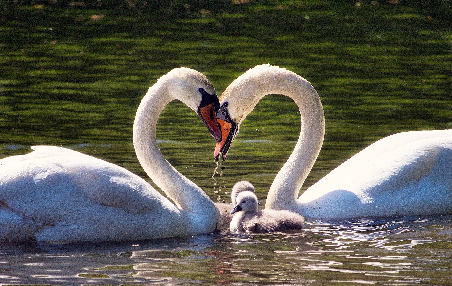 Верность в паре. Лебеди Лианозовский парк Москва. Лебедь с лебедятами. Лебедь шипун. Лебедь шипун пара.