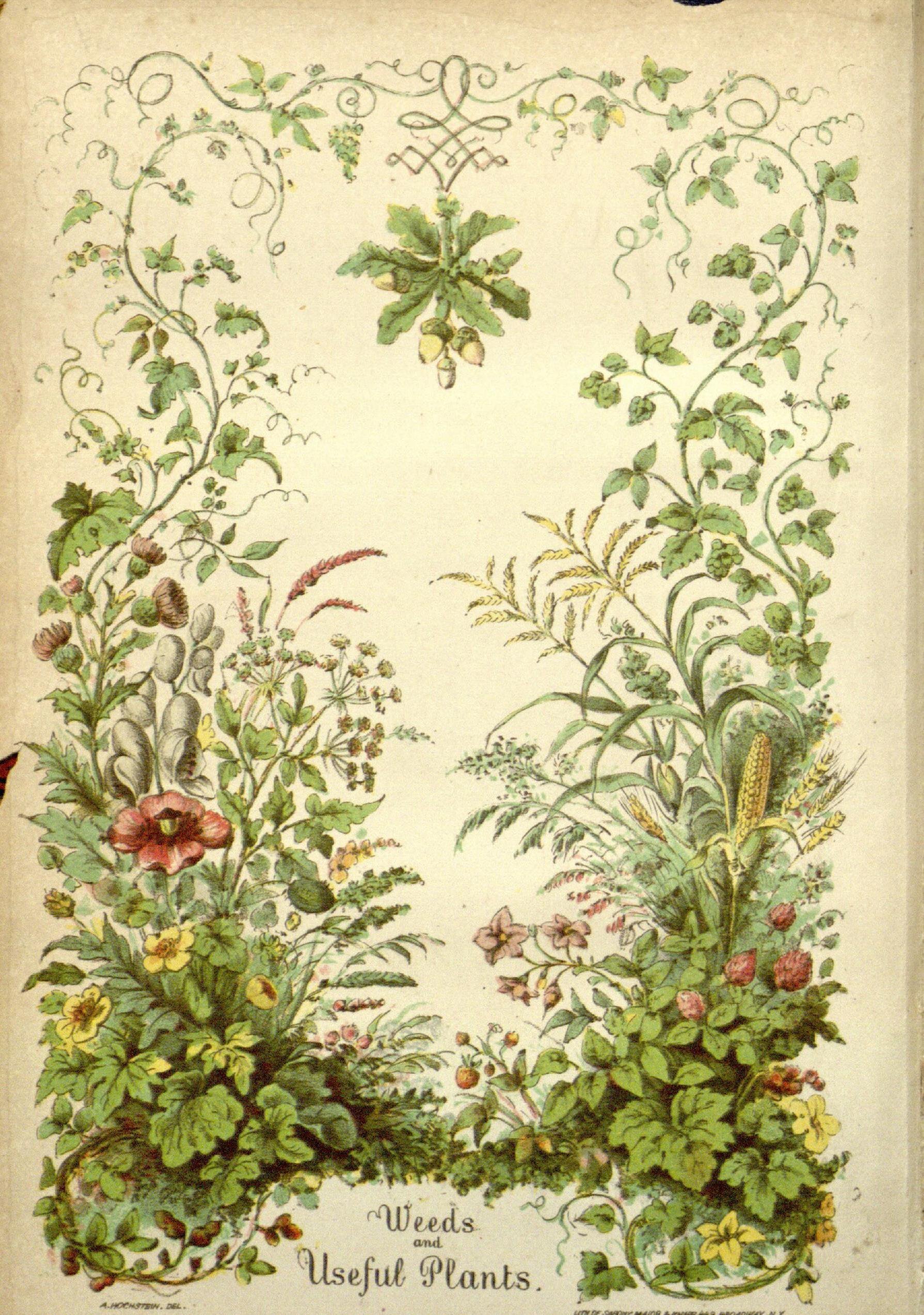 Красивая ботаника. Старинные изображения растений. Растения иллюстрации. Винтажные плакаты растения. Винтажные Ботанические узоры.
