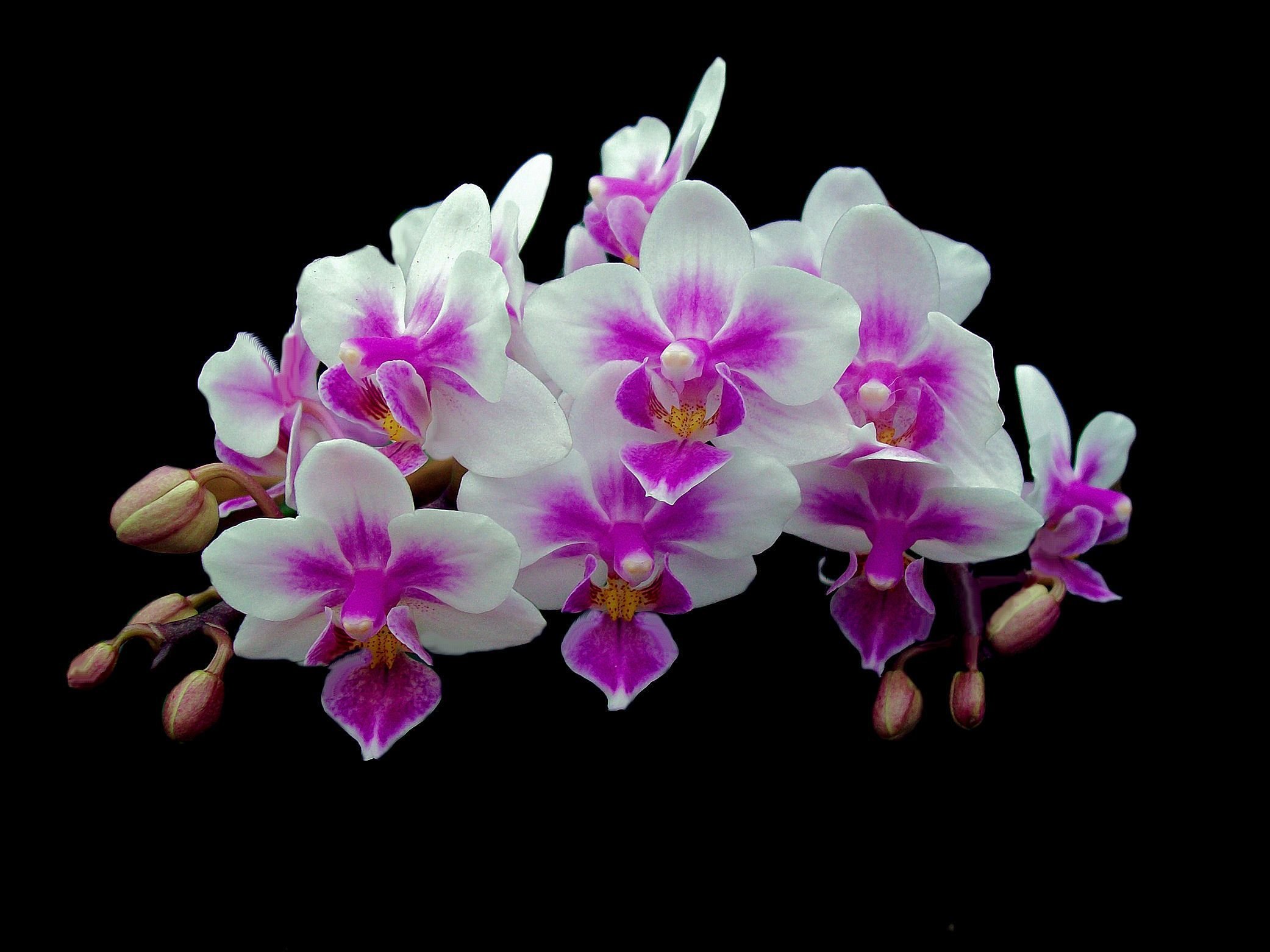 Flowers orchids. Фаленопсис Менкар. Горизонт Орхидея фаленопсис. Фаленопсис Мираж.