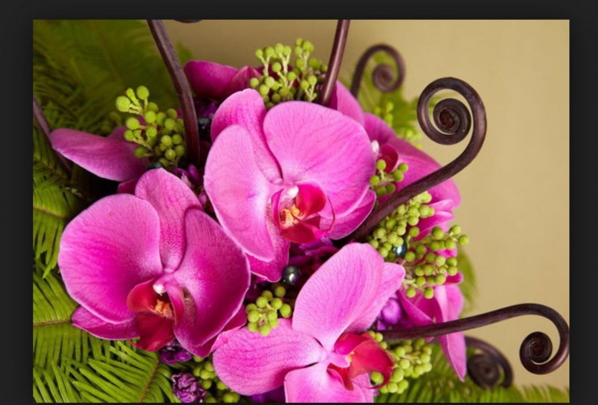 Открытки цветы орхидеи