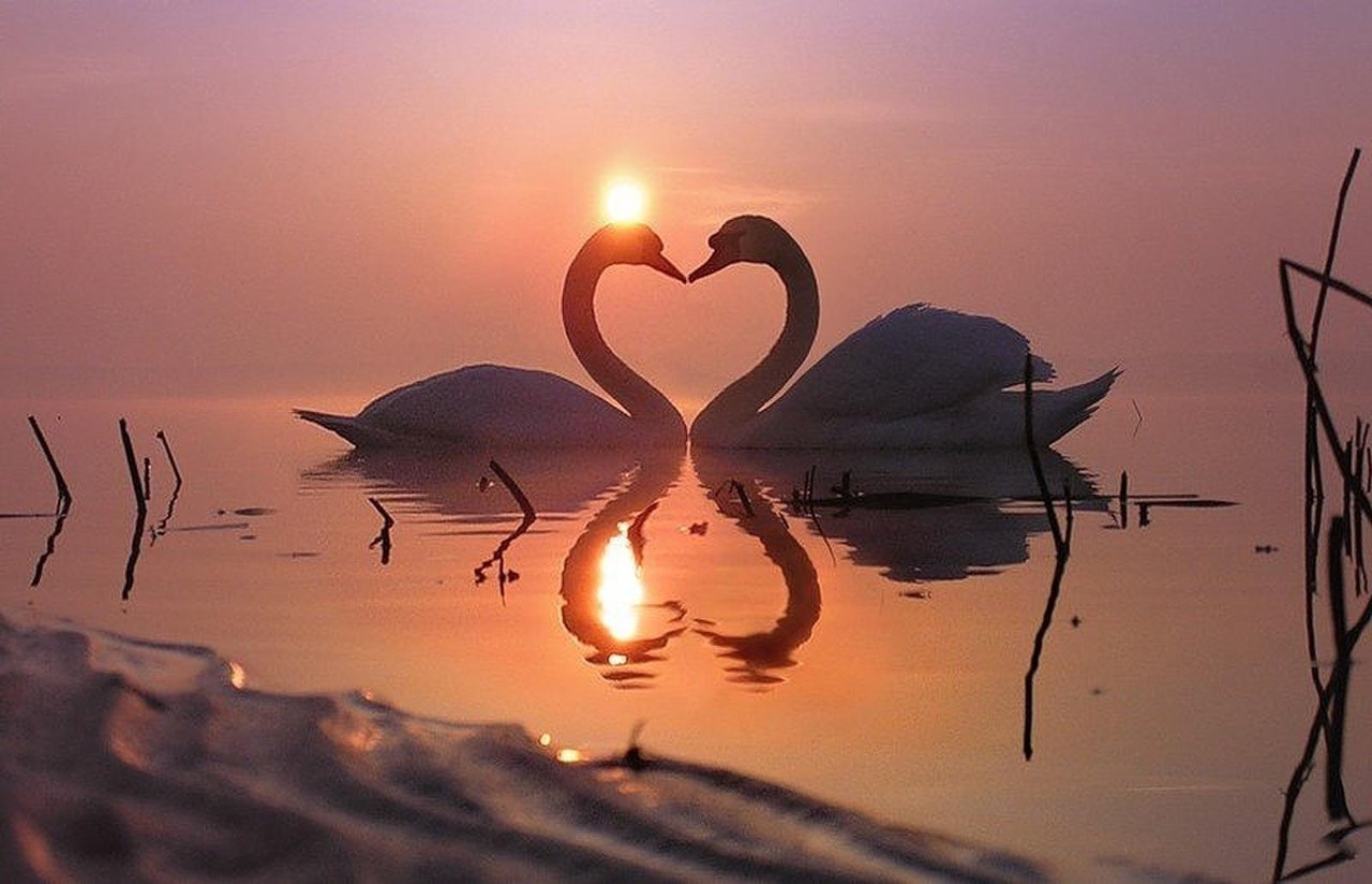 Песня счастья рассвет. Лебеди. Лебеди на закате. Красивые лебеди. Романтичные лебеди.