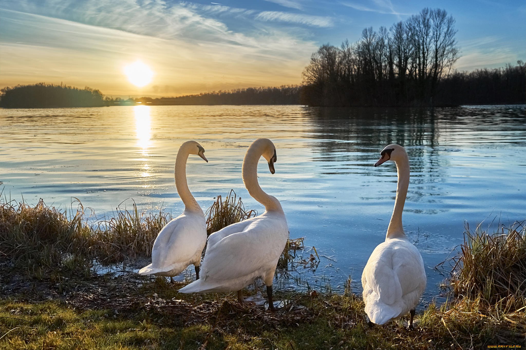Будет озеро будут лебеди. Лебединое озеро Рязань. Изборск лебеди. Лебеди на озере. Красивые пейзажи с лебедями.
