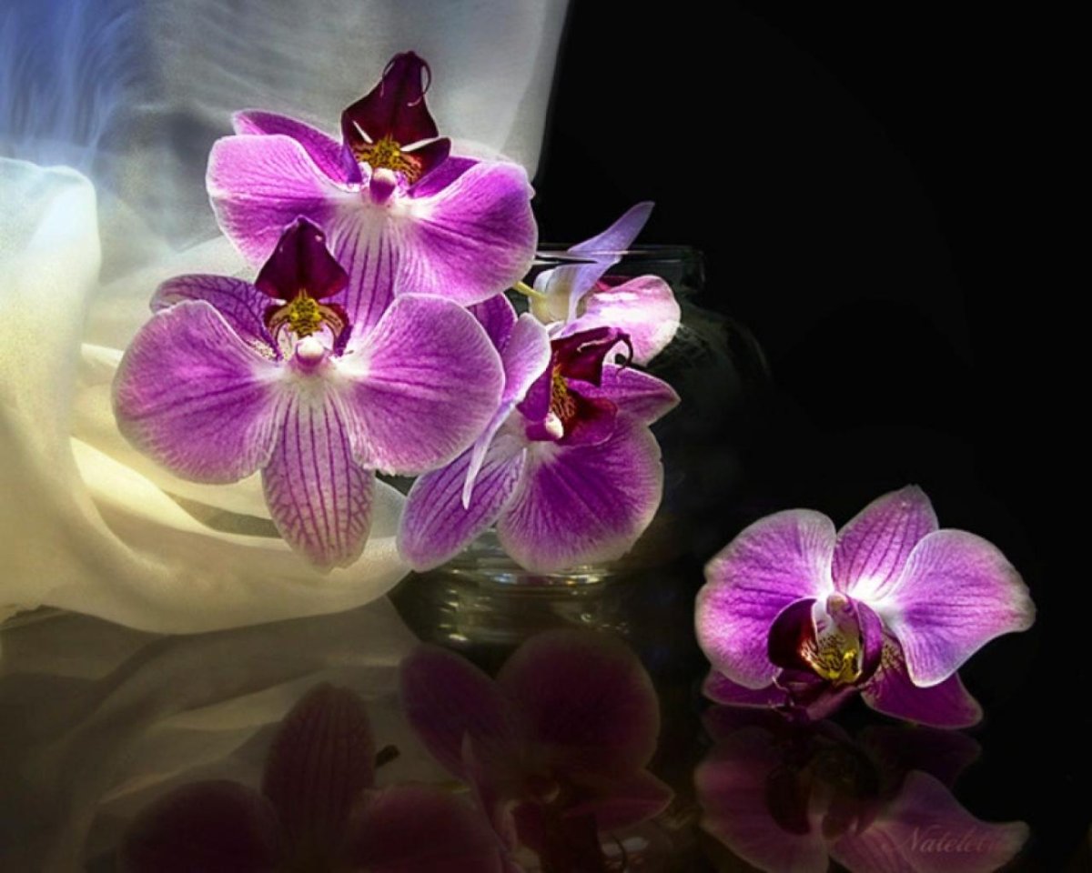 Открытки орхидеи