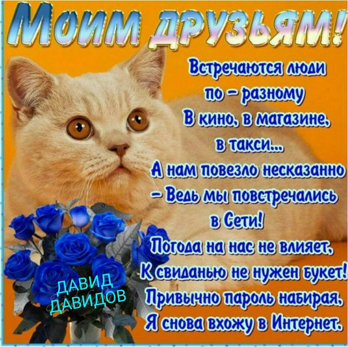 Петербургские коты Елены Алехиной