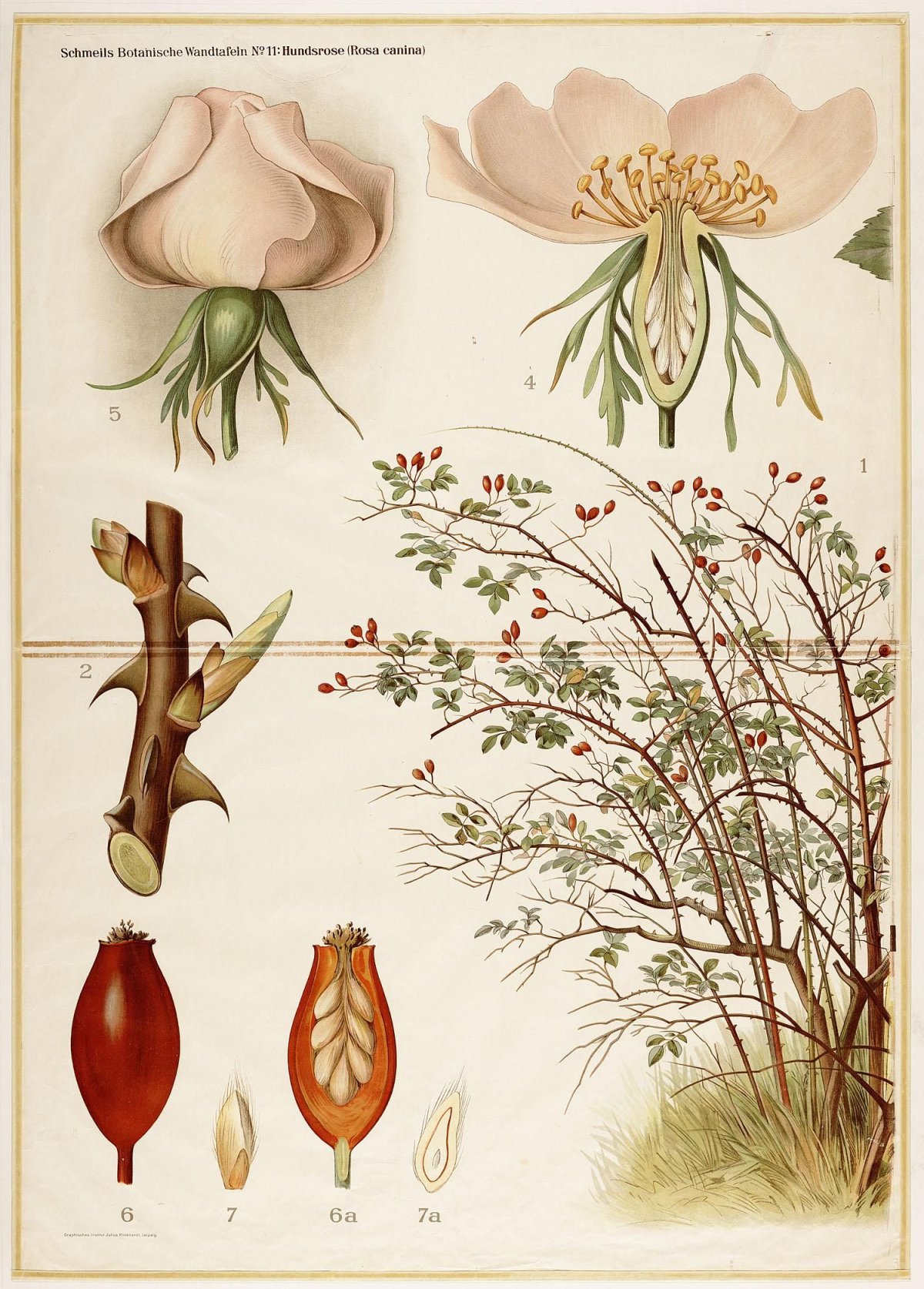 Открытки ботанические иллюстрации