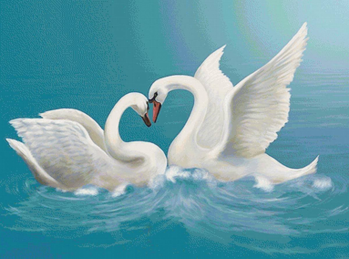 Дата рождения семьи. Любовь и лебеди. Пара лебедей. Красивые лебеди. Влюбленные лебеди.