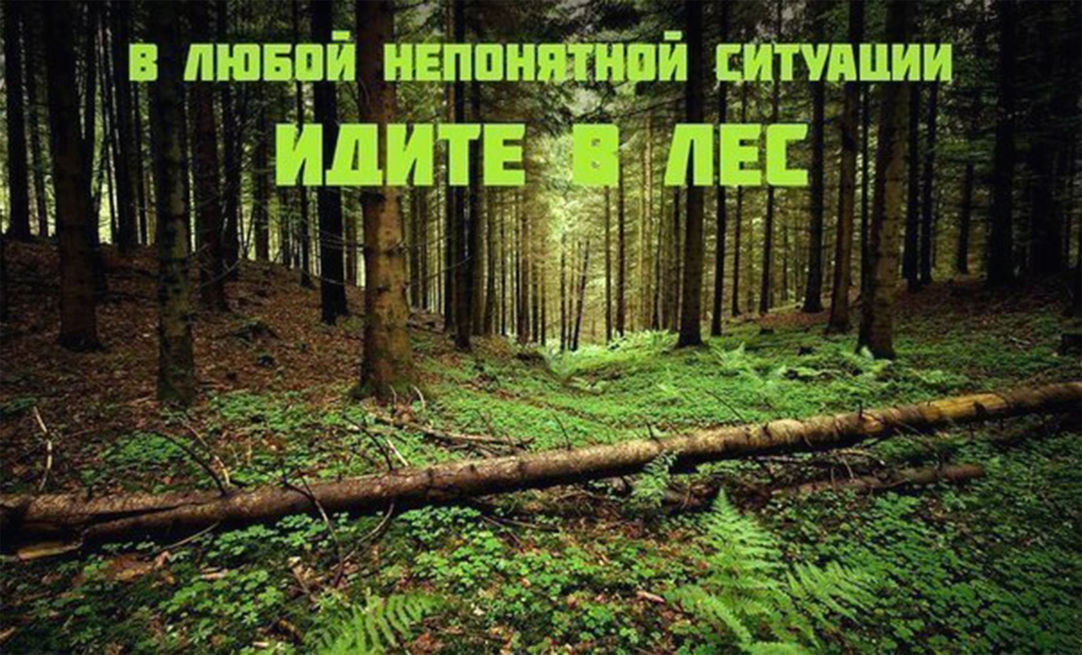 Сходи в лес. В любой непонятной ситуации иди в лес. Пошли в лес. Иду в лес. Идите в лес.