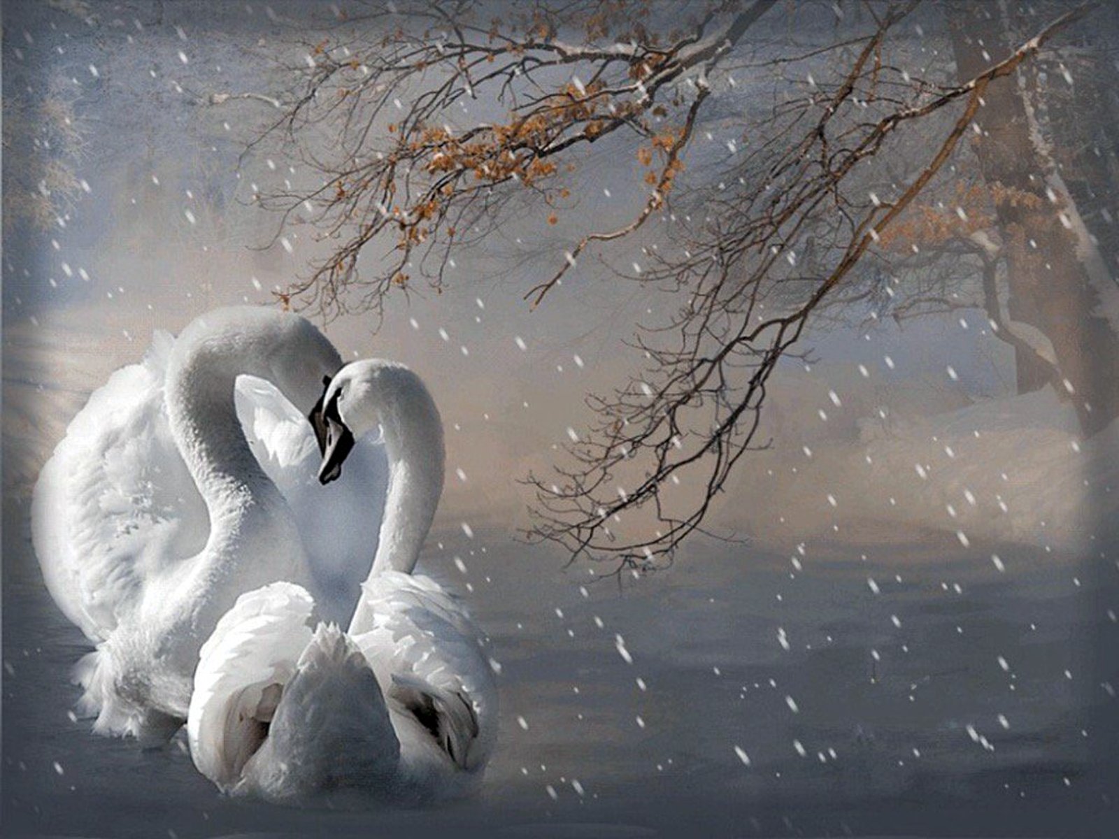 Любимая птица песня. Лебеди в снегу. Красивые лебеди. Лебеди зимой. Влюбленные лебеди.