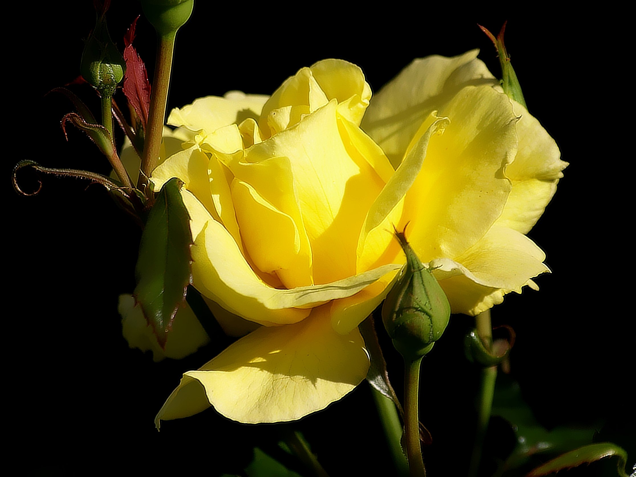 Картинки с пожеланиями добра. Пожелания добра. Желтые розы с добрым утром. Жёлтые цветы с добрыми пожеланиями. Желаю добра.