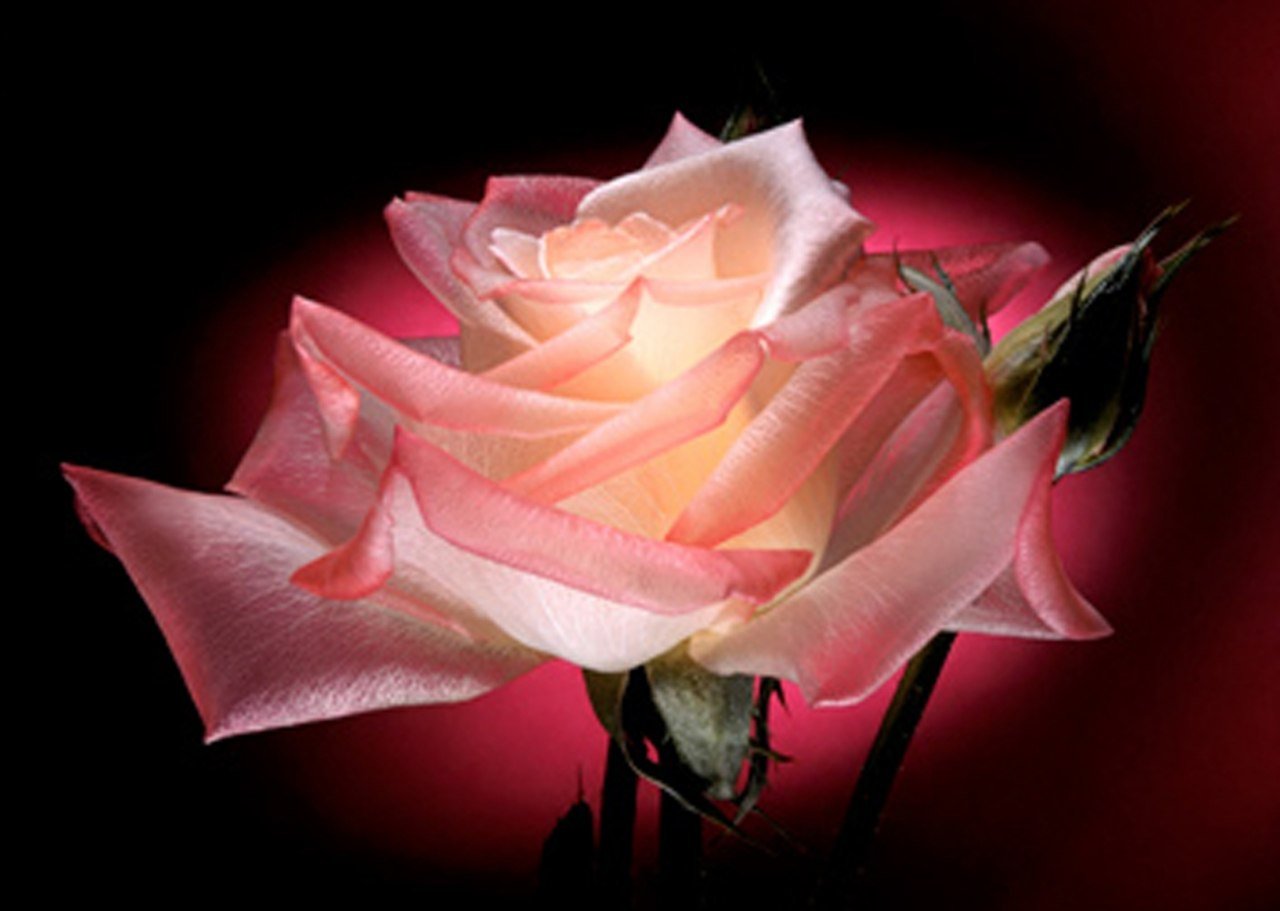 Красивая розы гиф. Анимационные цветы. Красивые розы. Открытки с розами. Самые красивые розы.