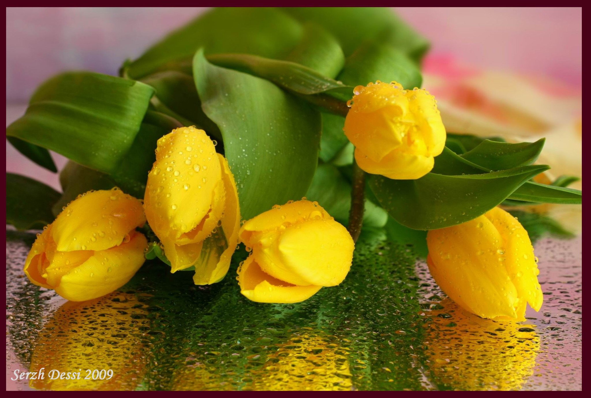 С днем рождения в любую погоду. Желтые тюльпаны. Доброго весеннего дня. Весеннее настроение. Тюльпаны открытка.