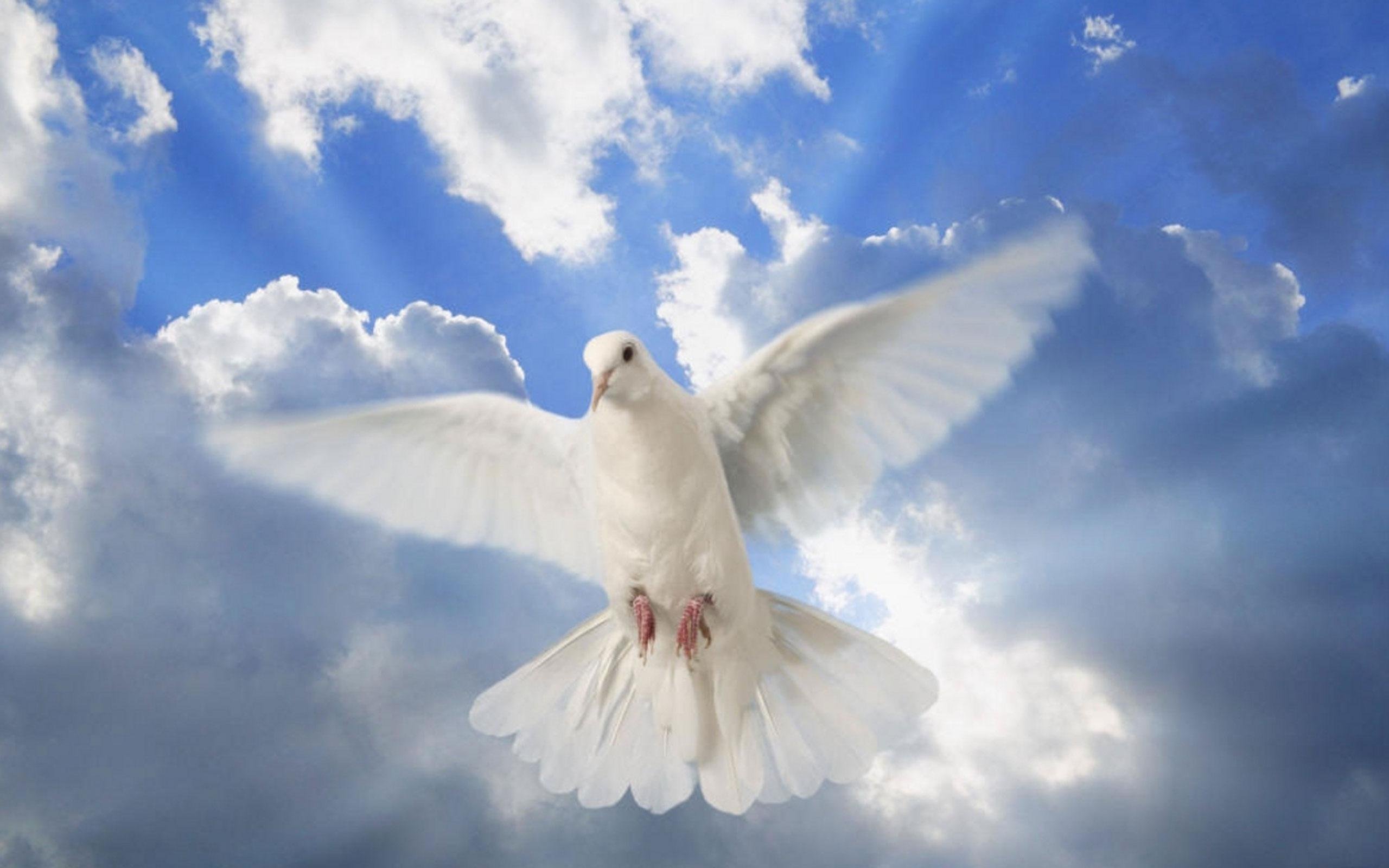 Мир над головой. Белый голубь. Голуби в небе. Белые голуби в небе.