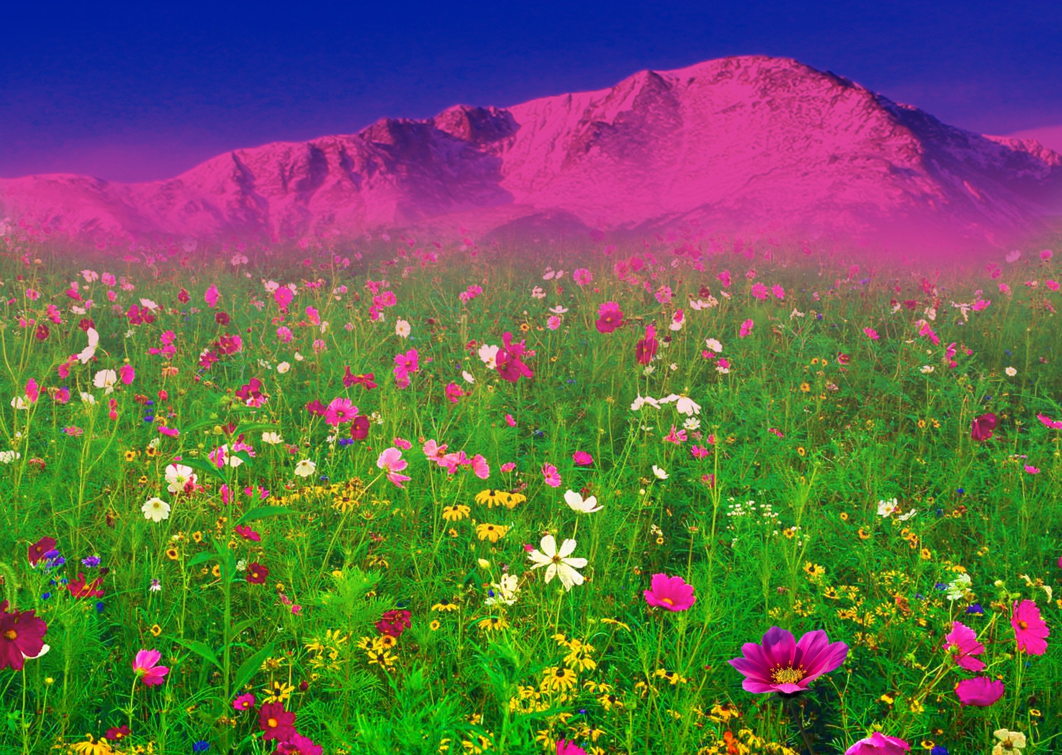 Магазин цветочная поляна. Южная Корея поле космея горы. Поляна цветов. Поляна с цветами. Красивые Луга.