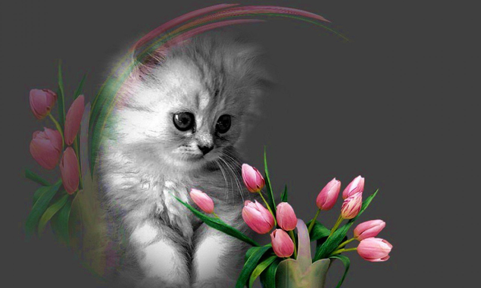 Красивые открытки на вайбер. Котенок с цветами. Котик с цветочком. Открытки цветы с котятами.