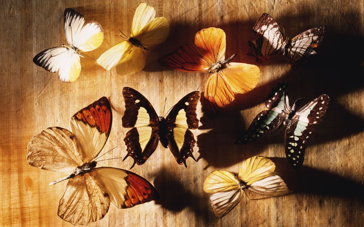 Бабочки открытки красивые