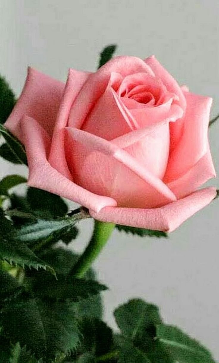 Доброе утро с розами и пожеланиями