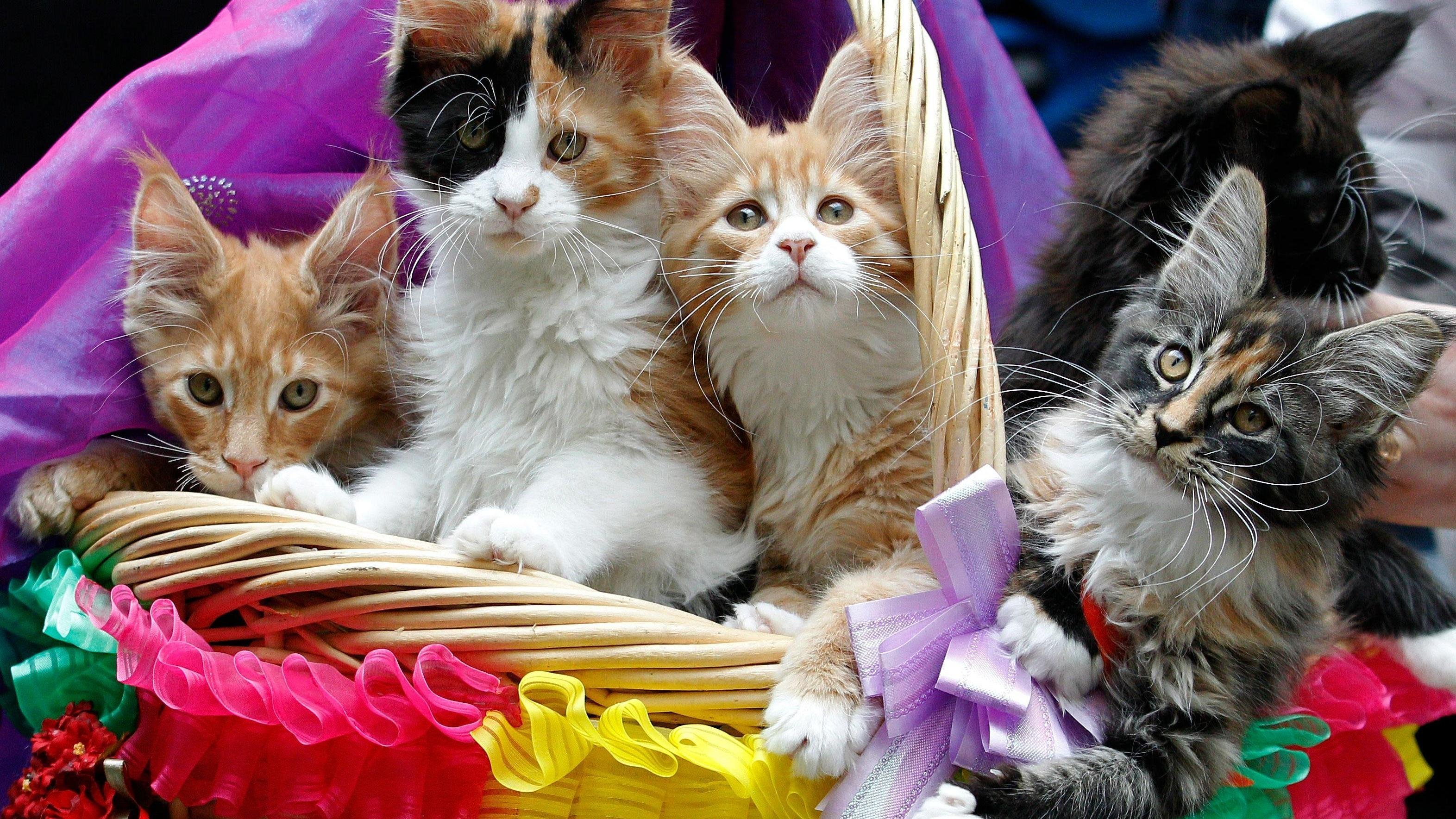 С первым днем кота. Праздник кошек. Праздничные коты. Котенок праздник. Всемирный день кошек.