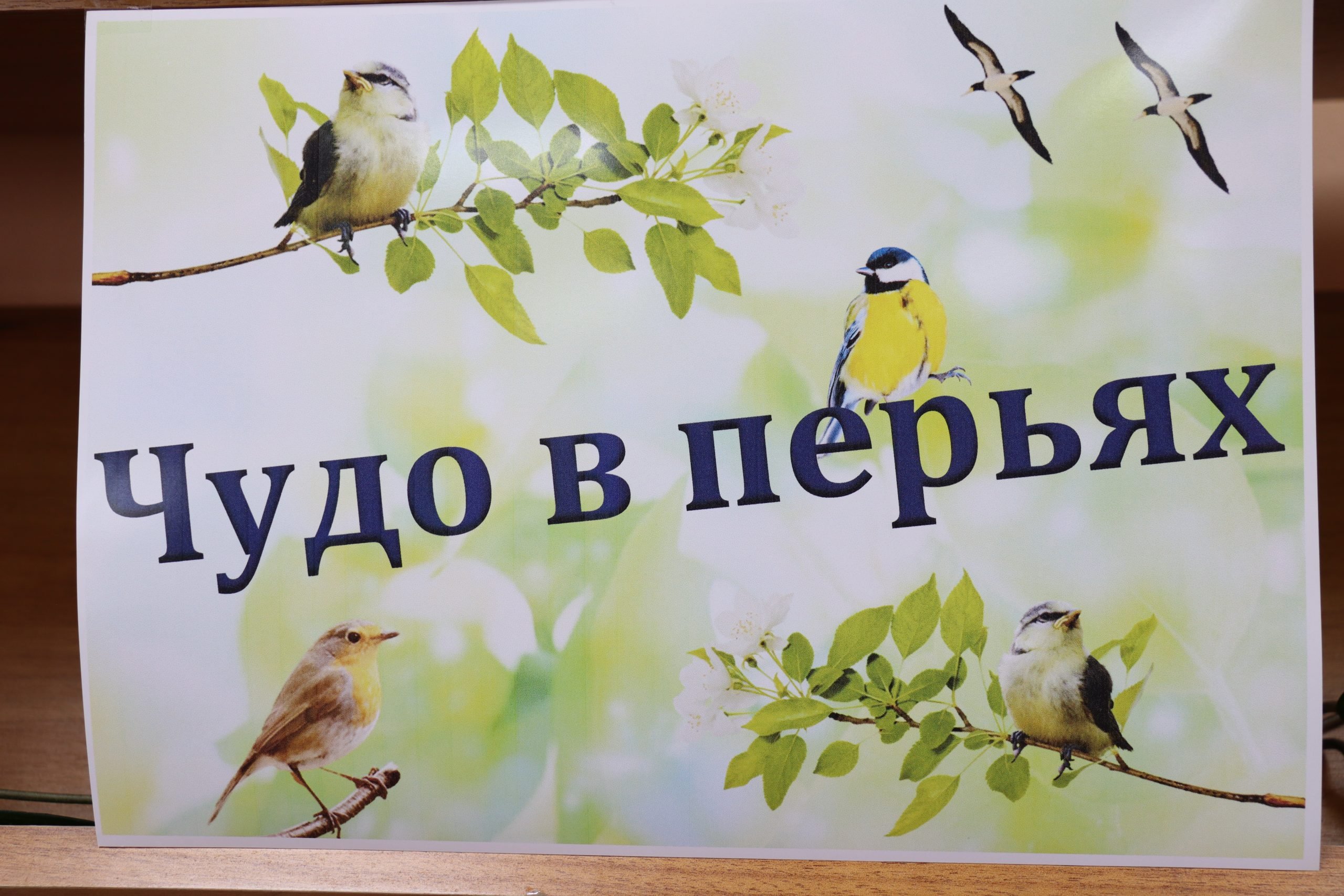 1 апреля день птиц картинки. Международный день птиц. Надпись Международный день птиц. 1 Апреля Международный день птиц. День птиц картинки.