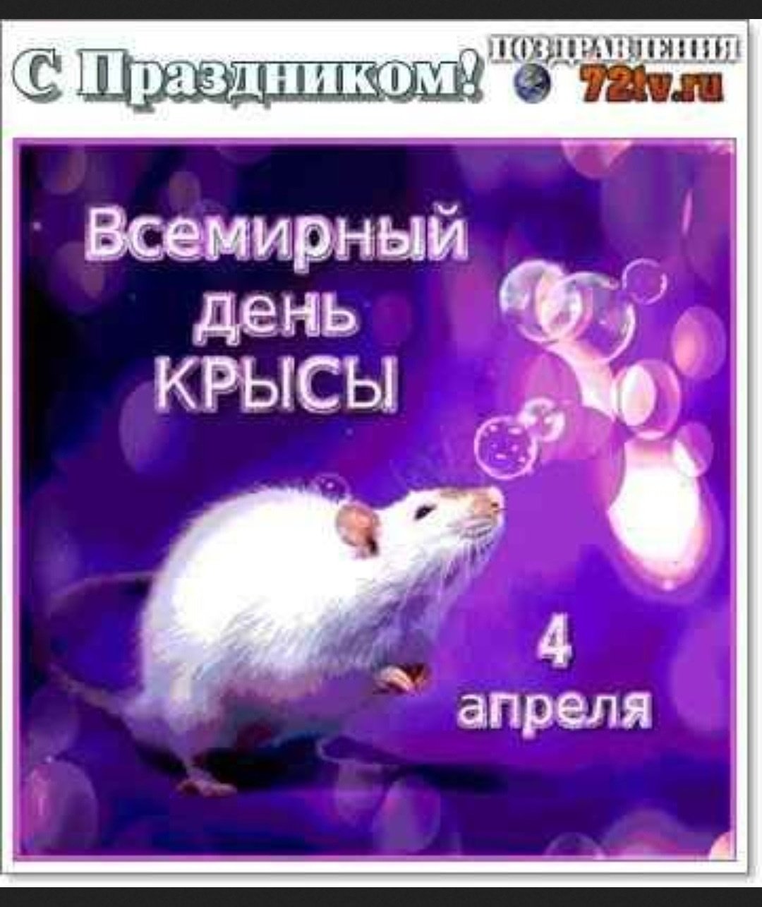 Всемирный день крысы. Всемирный день крысы 4 апреля. Всемирный день крысы открытки. 4 Апреля праздник день крысы. День крысы 4 апреля картинки