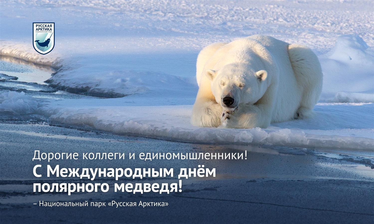 Белые дни в феврале. 27 Февраля Международный день белого медведя. День белого медведя. День полярного медведя. Всемирный день белого медведя.