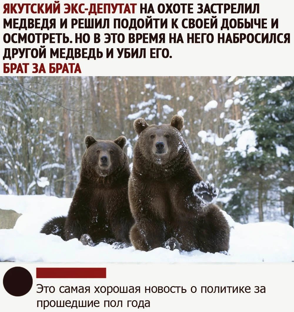День медведя. Календарь с медведем. День медведя в России. С днем рождения медведь. День медведя сценарии