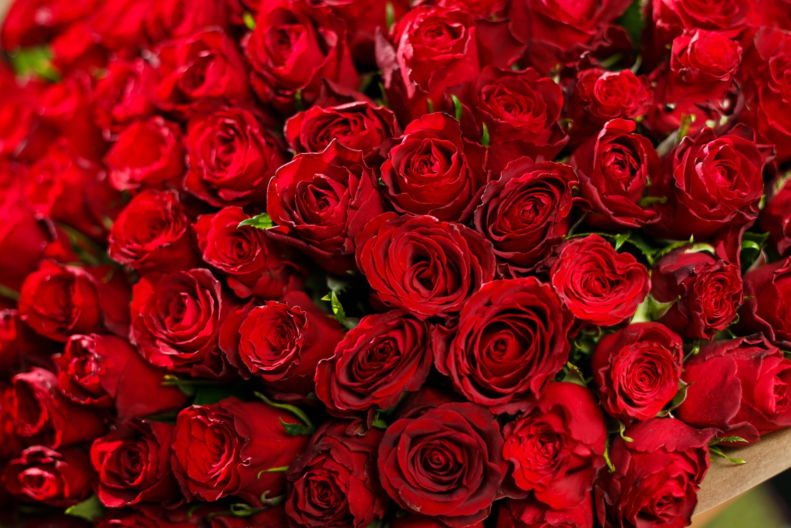 Фотки красивых роз. Шикарные цветы. Букет красных роз. Огромный букет красных роз.