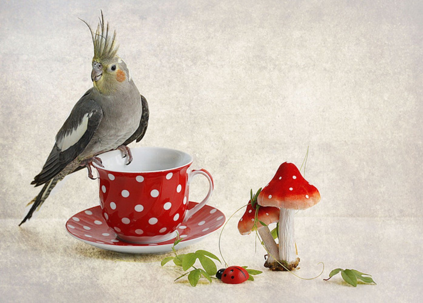 Доброго дня птицы. Доброе утро птички. С добрым утром птицы. Чаепитие у птиц. Чай с птичками.