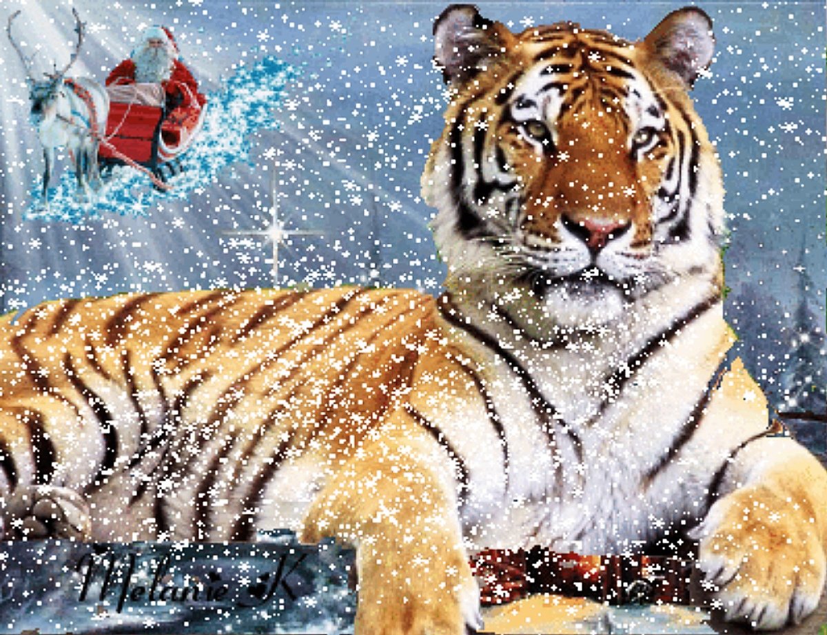 Год тигра 2025. Тигр новый год. С отступающим годом тигра. С наступающим тигр. Пожелания с тигром на новый год.