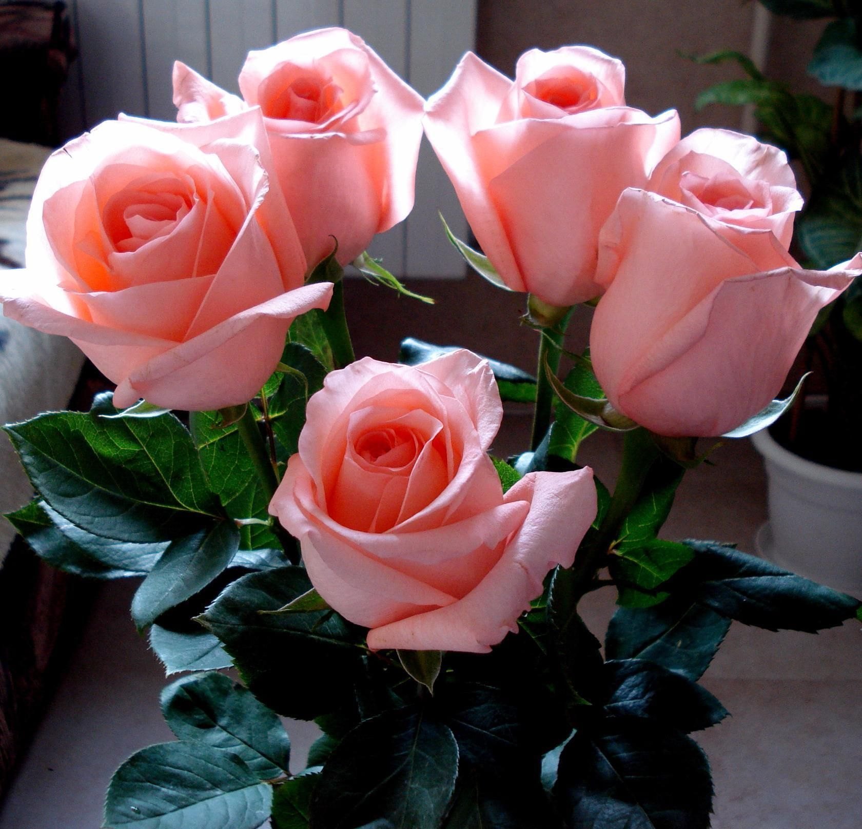 Цветы для любимой. Цветы для любимой женщины. Розы для любимой. Красивый букет роз.