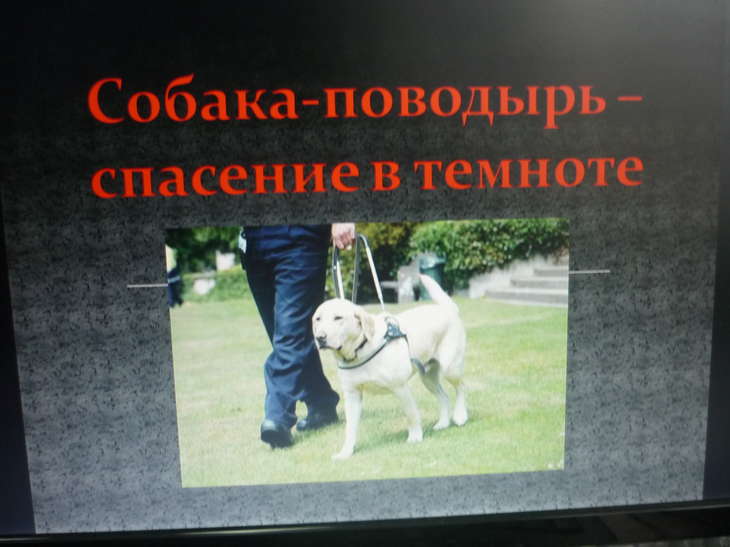 Международный день собак поводырей. Международный день собак поводырей 27 апреля. Собака поводырь. Собака поводырь спасение в темноте. Собаки поводыри в России.